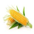 Кукуруза 1,2 класса продажа